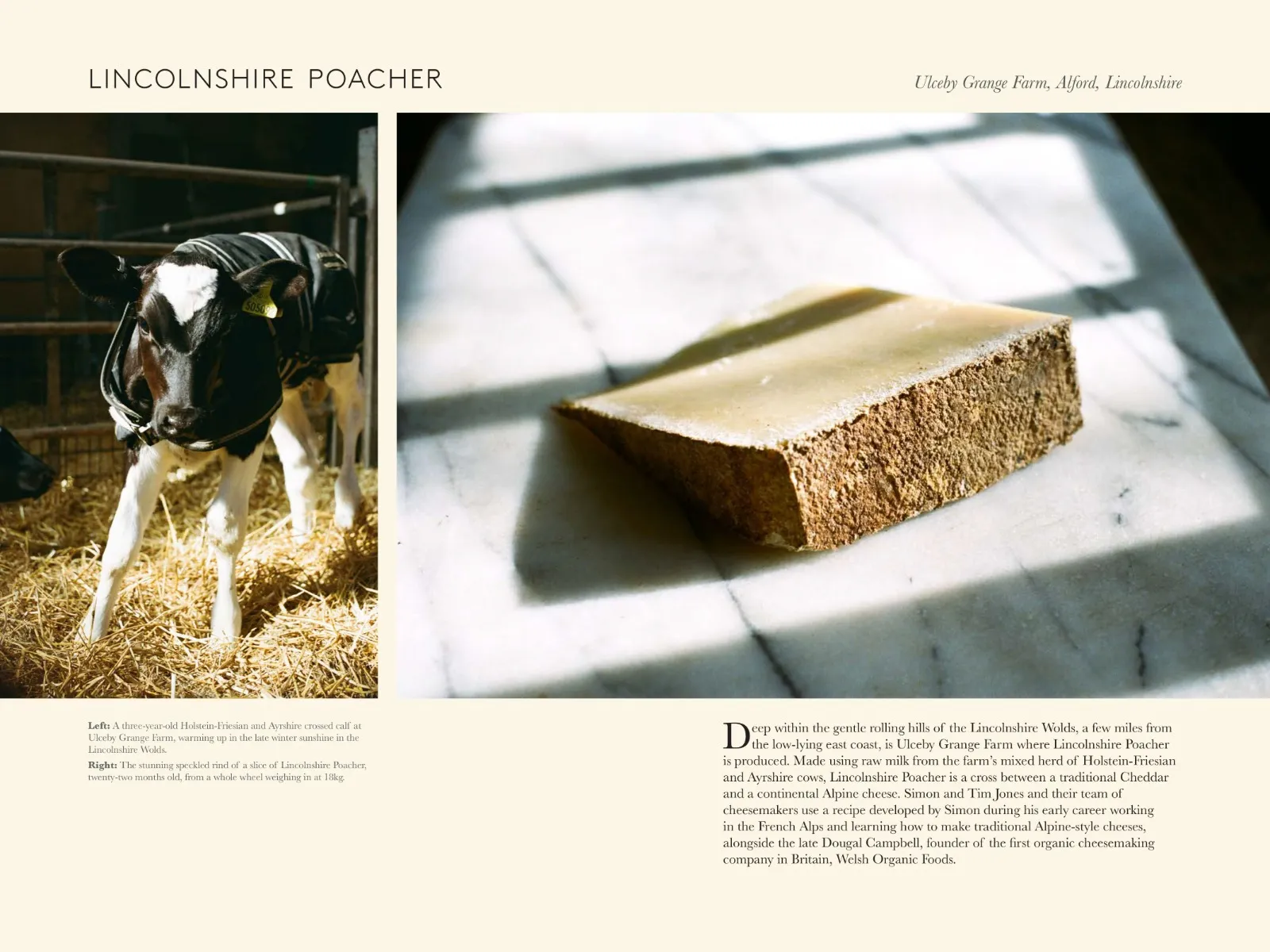 A Portrait of British Cheese 5 A Portrait of British Cheese